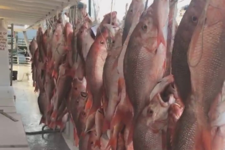 a group of fish hanging on a wall