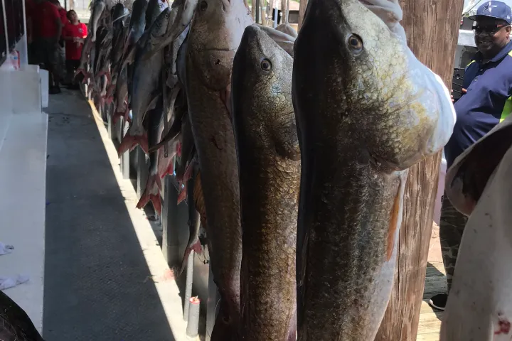 a group of people walking down a fish