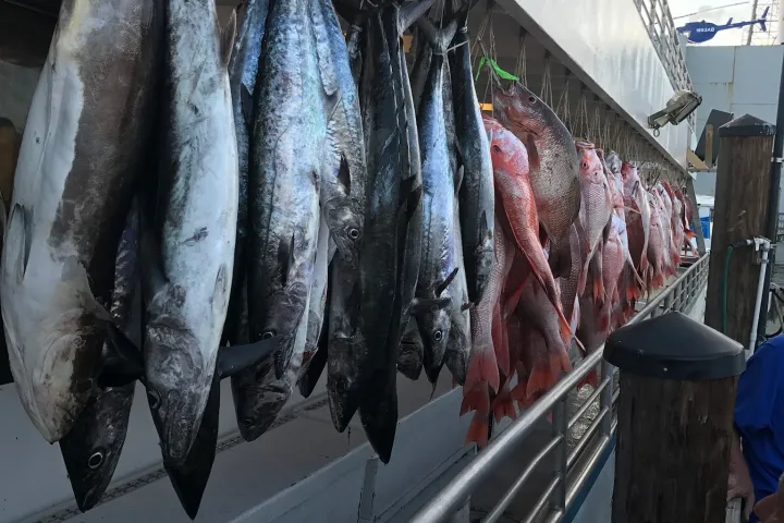 a person holding a fish