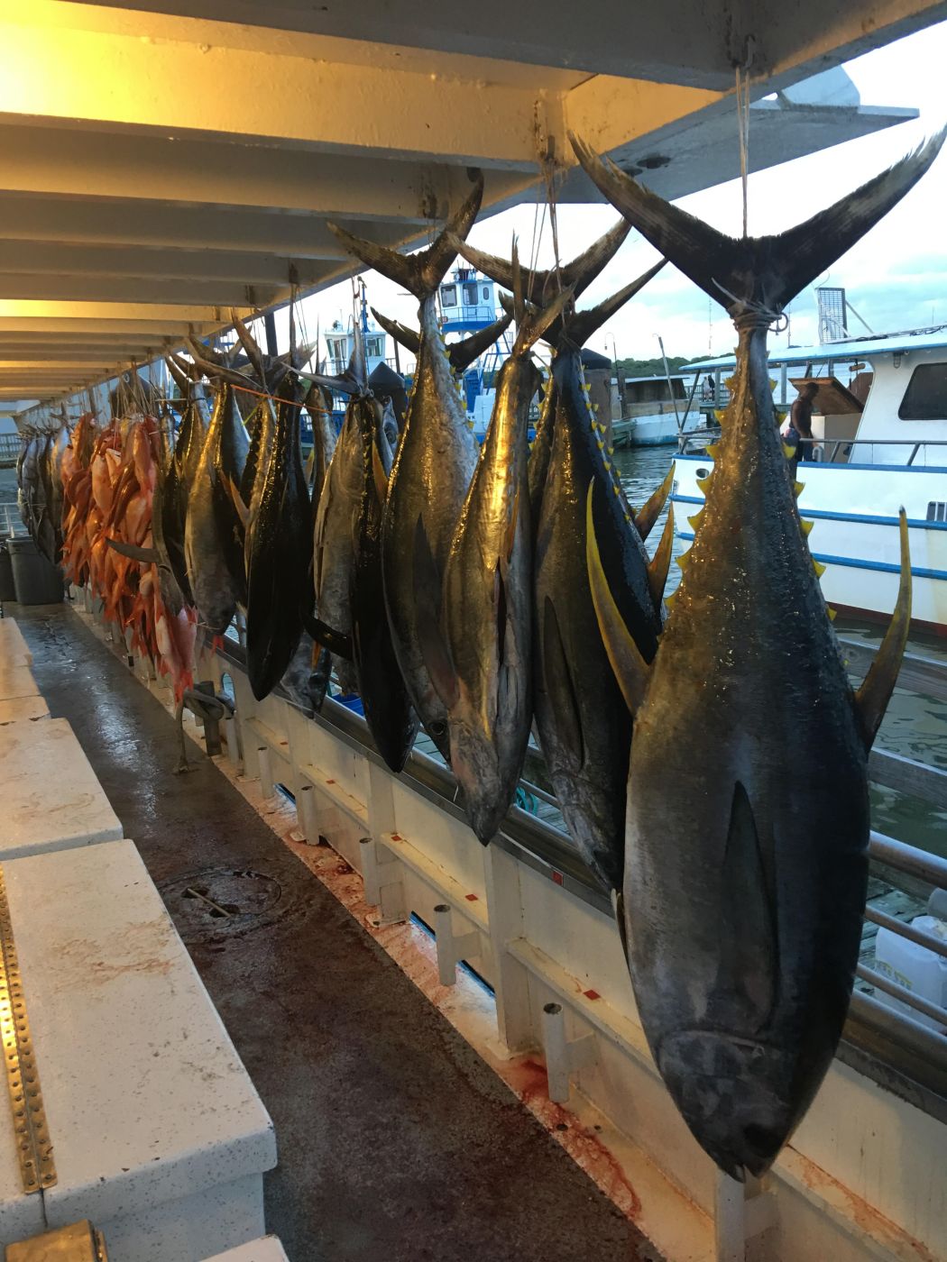 36 Hour Deep Sea Tuna Trip in Galveston, TX | Williams Party Boats