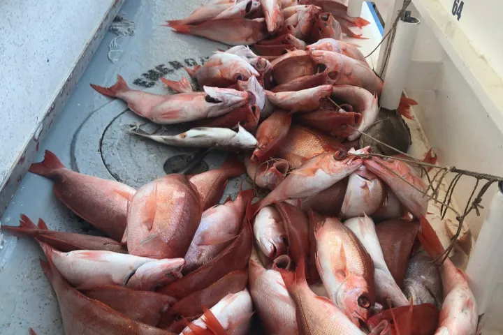 a pile of fish
