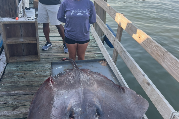 Person smiling beside large stingray on dock near water.